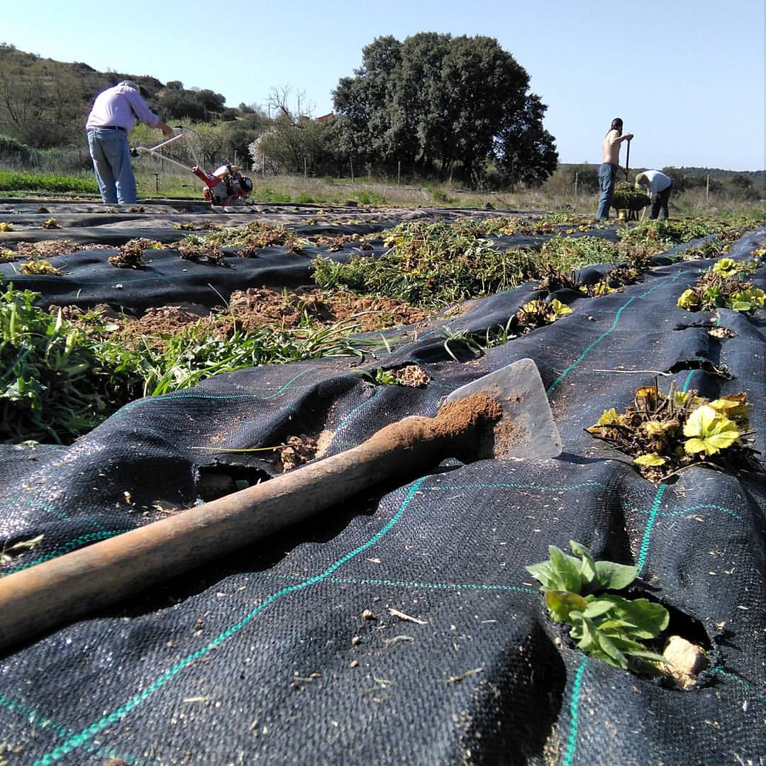El huerto propio: de aquí salen el tomate rosa, el pimiento asado o el pepino.