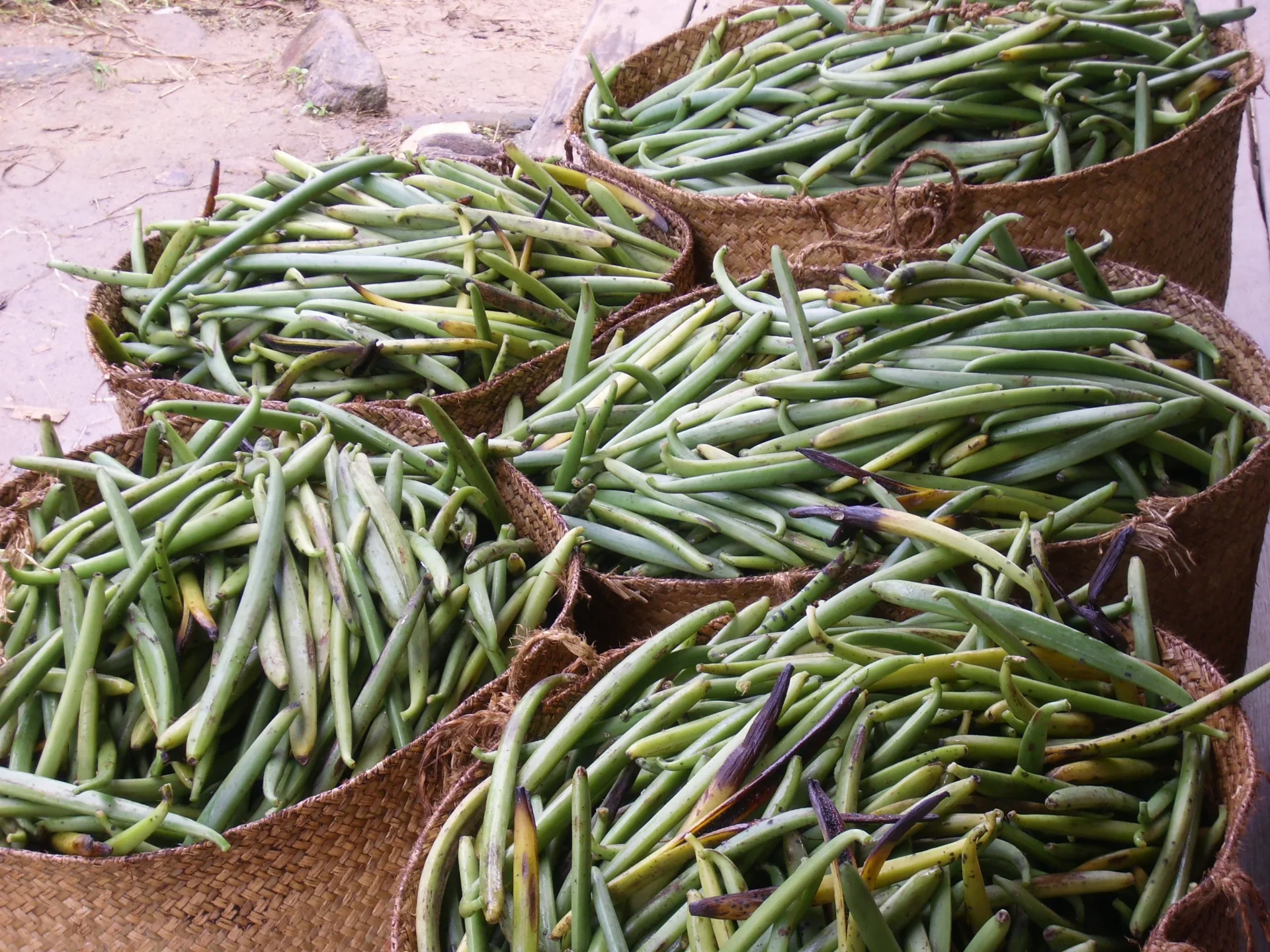La recogida: cestos de vainas verdes camino del punto de encuentro.