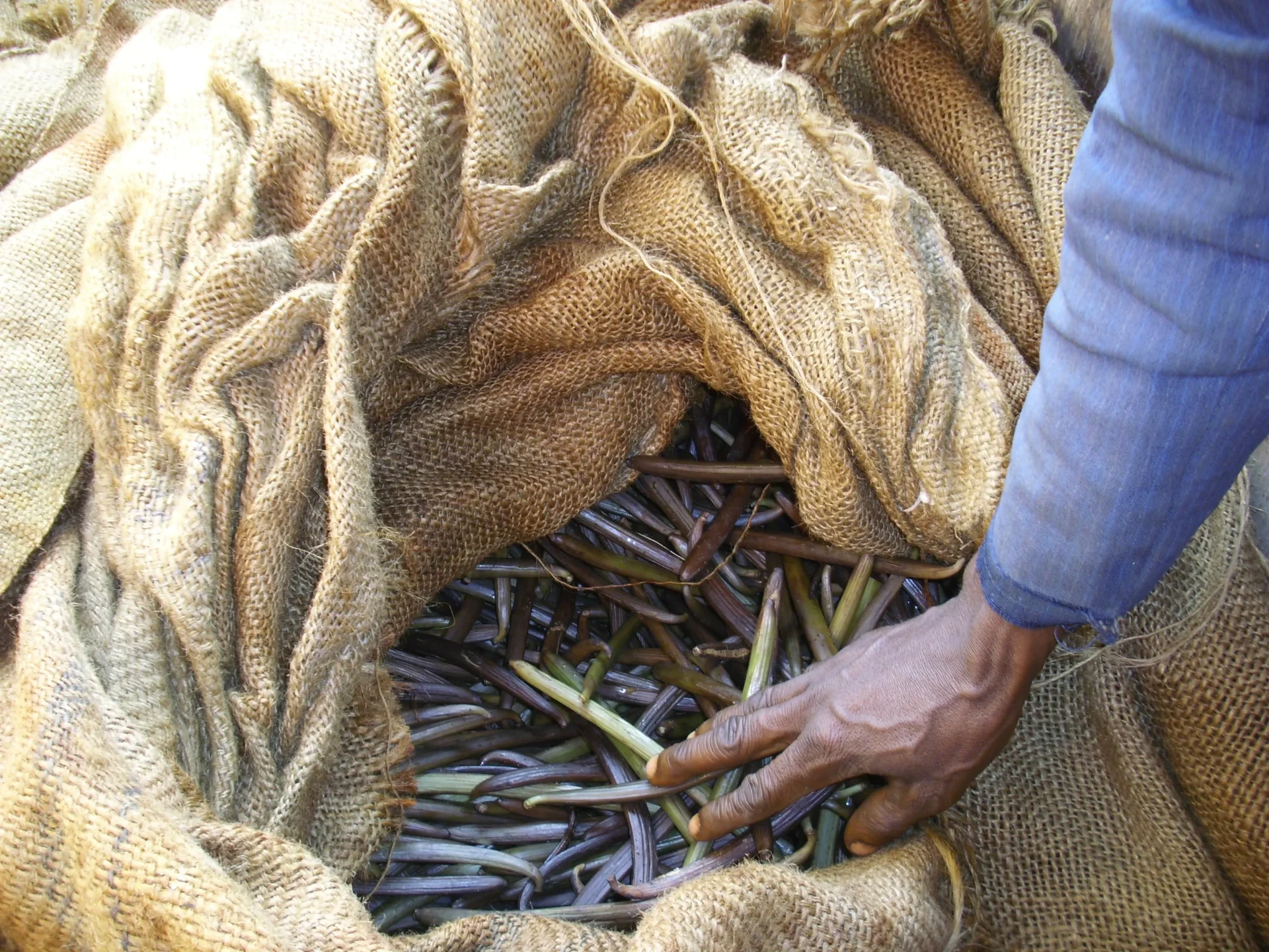 Tapadas 24-48 horas: aquí empiezan la fermentación y el cambio de color.