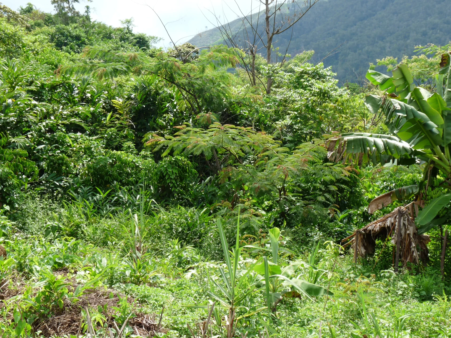 Aquí crece la vainilla: entre bananos, café y vegetación tropical.