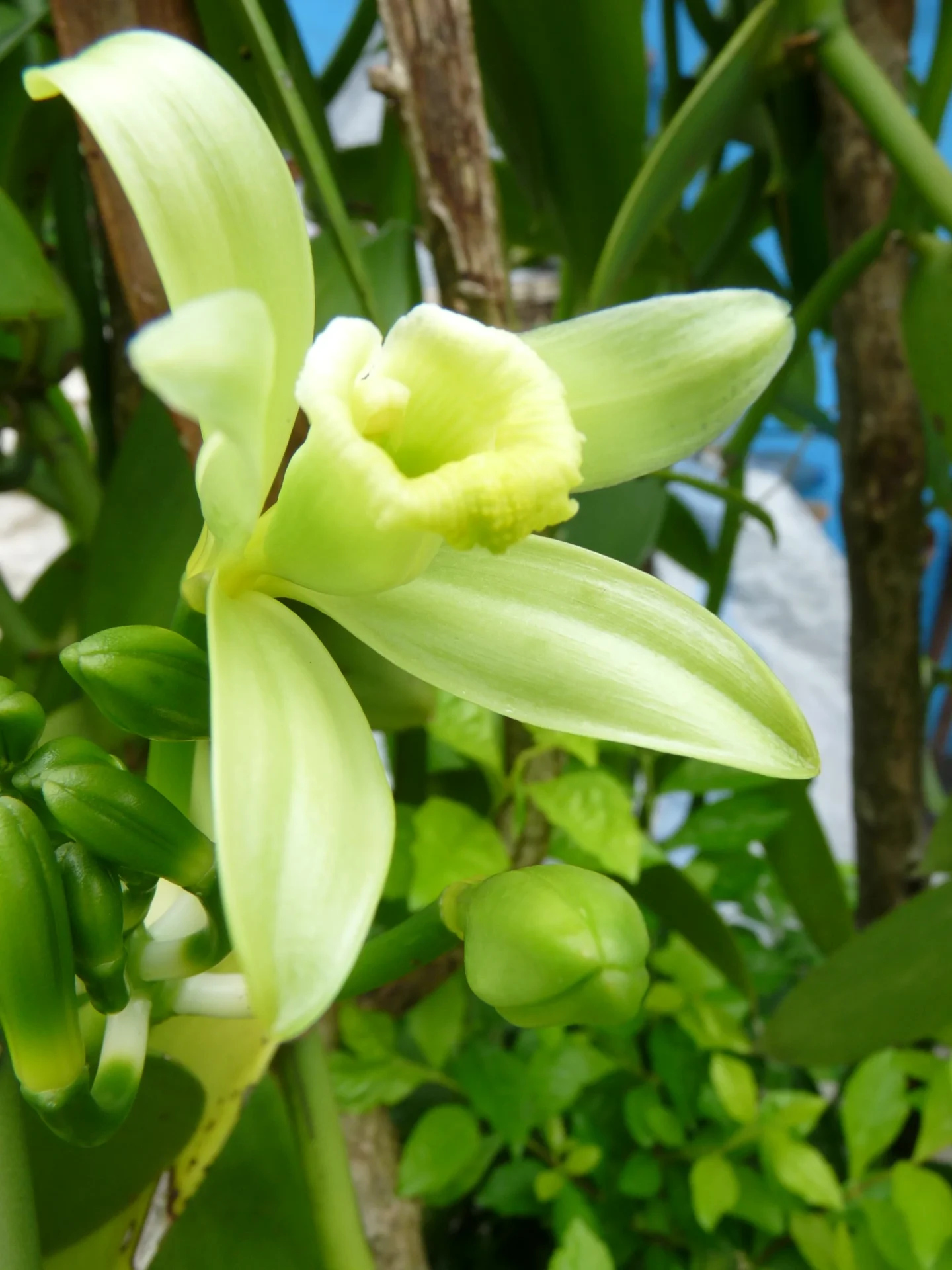 La flor de la vainilla: se abre una sola vez, durante ocho horas.